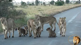 Last FOUR Lion Cubs Of Casper The White Lion And Brothers