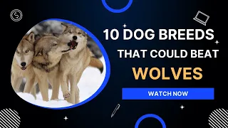 10 Dogs That Could Beat a Wolf