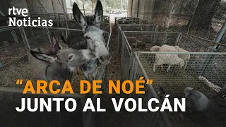 VOLCÁN de LA PALMA: El ayuntamiento de EL PASO cede instalaciones para CUIDAR de los ANIMALES I RTVE