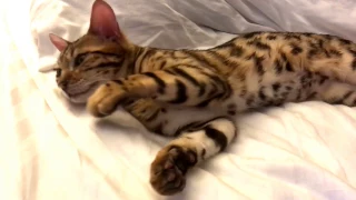 Bengal Cat Yawning