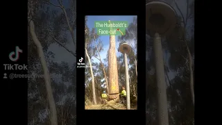 Humboldt's face cut known as the inverted Pie-Cut. #eucalyptus #sandiego #treeremovals #facecut