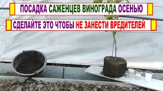 🍇 Осенняя посадка ОДНОЛЕТНИХ САЖЕНЦЕВ ВИНОГРАДА на постоянное место. Прием посадки с КОМОМ ЗЕМЛИ.