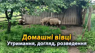 🇺🇦 Вівці. Утримання, догляд, розведення.