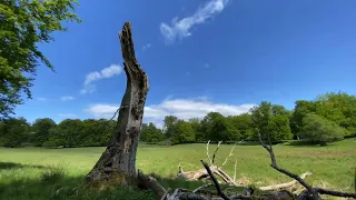 Spring in Dyrehaven, Denmark