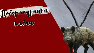 Охота с собаками на кабана | добор подранка