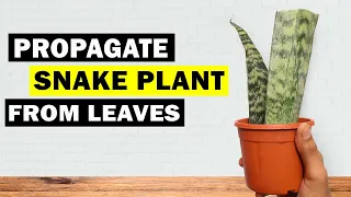 How to propagate Sansevieria / Snake plant by leaves | Engineer's Planter