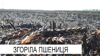 На Лозівщині згоріли 17 гектарів незібраної пшениці