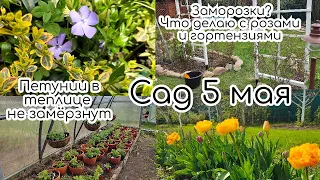 Сад 5 мая🌷🌸🌞Заморозки?❄️Что делаю с розами и гортензиями🧚‍♀️ Петунии в  неотапливаемой теплице❄️🙈