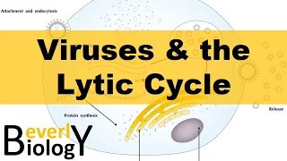 Viruses and the Lytic Cycle