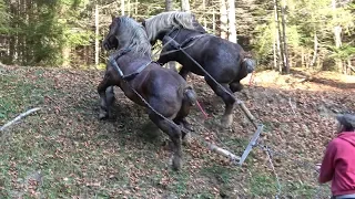 Caii lui Tiberiu Tega de la Brodina, Bucovina - 2018 Nou!!!