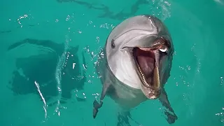 ＜おたる水族館　楽しい仲間たち＞バンドウイルカ　今夏の繁殖へ準備さまざま