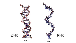 Происхождение жизни, ДНК-РНК мир. Рассказывает биолог Михаил Александрович Никитин.