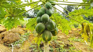 එළවළු පලතුරු වත්තක් | Organic Fruit & Vegetable Farm In Sri Lanka