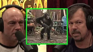 Joe Rogan & James Reed: Chimpanzee tools. They are smarter then we think?
