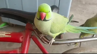So Much Speaking Parrot 🦜