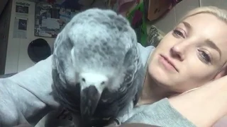 Cressi | Our African Grey Parrot