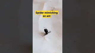 Spider mimicking an ant #shorts #mimicry #spider