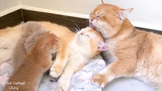 Top videos of the love story of dad cat Leo and mom cat Mimi.