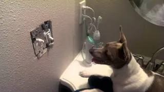 Little Dog pulls mouse out of wall and crunches it up! (Not ClickBait, Its legit)