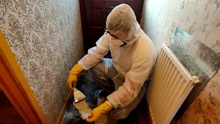 House renovation #2 removing asbestos floor tiles