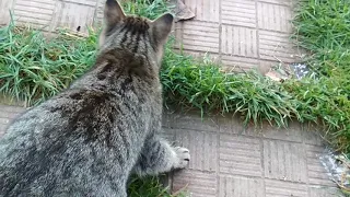 Кошка таскает еду  котятам .This is a super mom who fed her kittens.