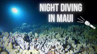 Scuba Diving at Night || Mala Wharf, Maui