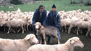 Transhumant shepherds. His last trip and the history of 35 years of sheep transhumance