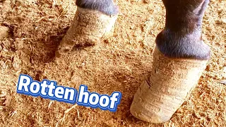 A donkey's hoof has rotted ~ It is satisfactory to cut the donkey's hooves