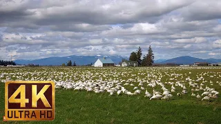 4K Wildlife / Birds Video - 3 stundas skaņas sniega zosis | Skagit Valley Snow Geese. 1. daļa