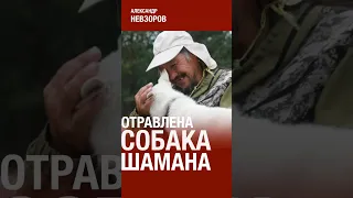Путинисты отравили собаку шамана Габышева #невзоров