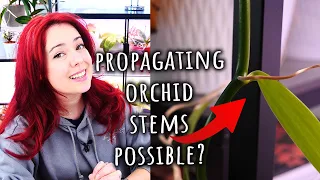 How to flush Orchids? What Orchids can be propagated from stem cuttings? & other burning questions 🤭