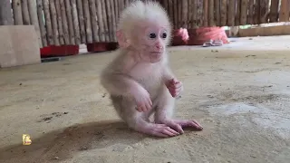 If a baby monkey doesn't have mother's milk, it will die. I have to go ask for mother's milk for it