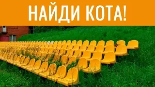 НАЙДИ КОТА! 🐈 Попробуй найди кота на фотке | БУДЬ В КУРСЕ TV