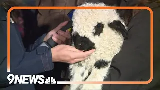 Weld County family raising 'cutest sheep in the world'