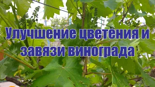 Улучшение цветения и завязи винограда