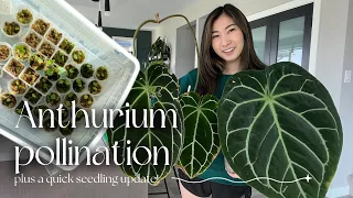 Pollination for beginners + my little seedling farm update and care!