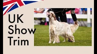 How to groom an English Setter UK Show Style