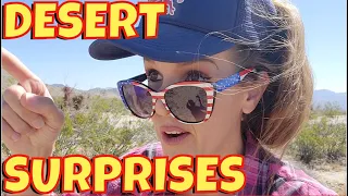 #622 Looking For Tortoise and Finding All Kinds of Weird Surprises in the Springtime Desert