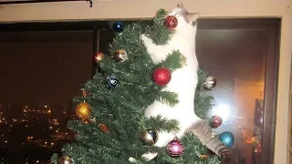 Cat and christmas tree ? NOT A GOOD IDEA - Funny CAT videos