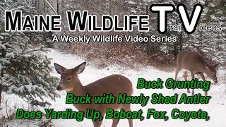 Buck Newly Shed Antler, Buck Grunting, Does Yarding Up, Bobcat, Fox, Raccoon, Maine Wildlife