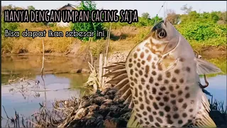 AMPUH ... !!! Mancing kiper menggunakan umpan cacing