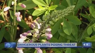 Popular plants may actually be toxic to your kids, pets