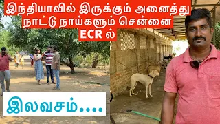 Original All Indian Native Dogs 🐕 All Indian dog 🐕 breeds in Chennai ECR
