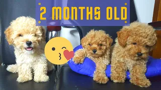 Toy Poodle Growing up to 2 months old