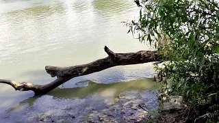 Бешенный клев карася.Рыбалка на реке Кубань.Краснодарский край.