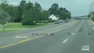 Mom, 45 ducklings safely cross 5-lane road in Biddeford