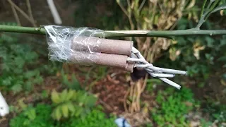 Firecracker EXPERIMENT With Diwali Fireworks cocomelon Toypudding Tv