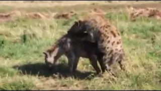 Hyenas.Mating season.