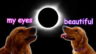 My Dogs REACT to the Solar Eclipse