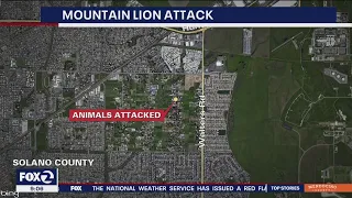 Officials warn Solano County residents about mountain lion who attacked animals